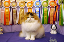 Silly to kitten show 0223