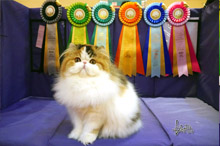 Silly to kitten show 0228