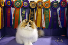 Silly to kitten show 0328