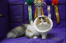 Silly to kitten show 0315