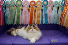 Silly to kitten show 0418