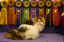 Silly to kitten show 0426