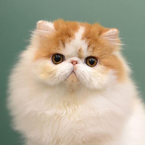 退役猫猫有偿领养